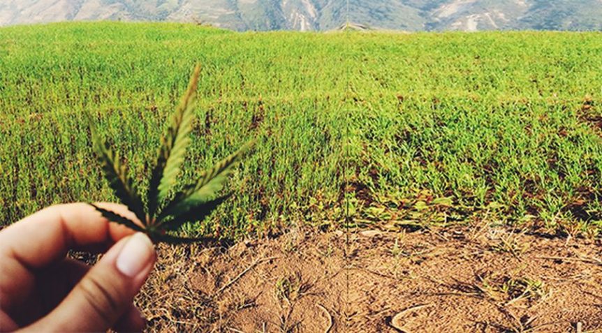 ganja patois dictionary