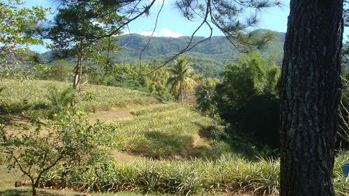 grung patois dictionary