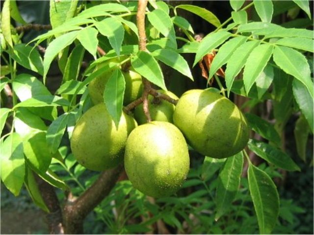june plum patois dictionary