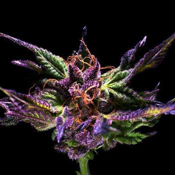 kaya patois dictionary