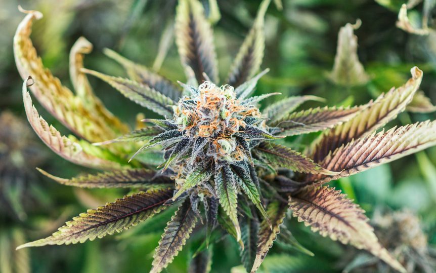 quest patois dictionary