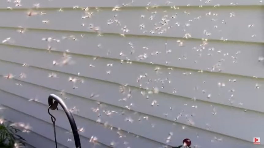 tichi patois dictionary